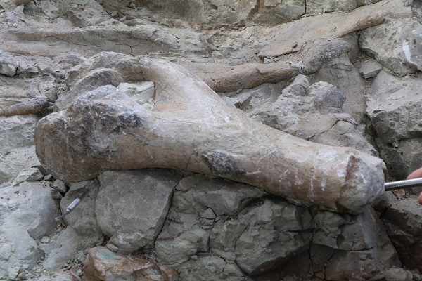 Foto - Çankırı’da heyecanlandıran gelişme! Anadolu topraklarında 9 milyon yıl önceye ait kemik bulundu