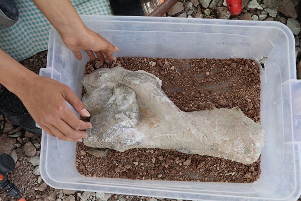 Foto - Çankırı’da heyecanlandıran gelişme! Anadolu topraklarında 9 milyon yıl önceye ait kemik bulundu