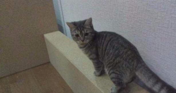 Foto - Canları sıkılınca bakın ne yaptılar...