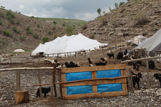 Foto - Canlarını zor kurtardılar! 205 küçükbaş hayvan ise...