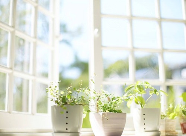 Foto - Canlı çiçeklerin ömrü nasıl uzatılır? İşte cevabı...