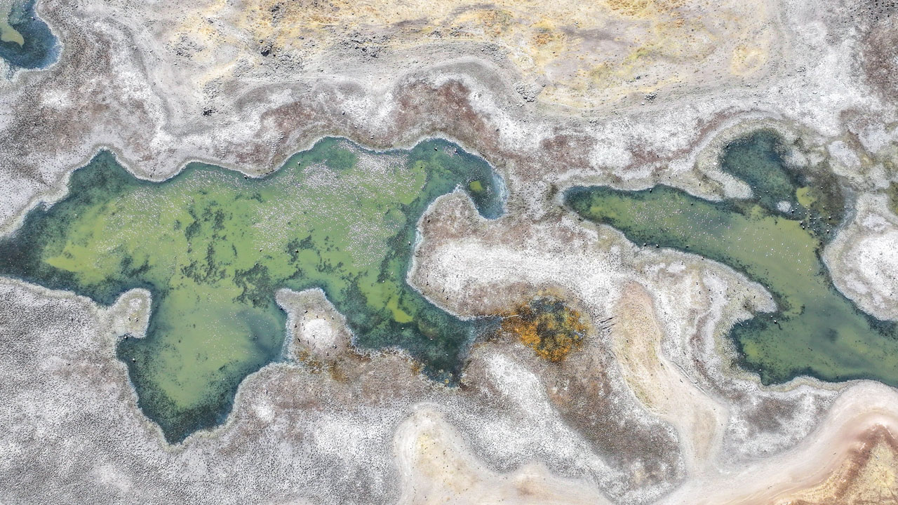 Canlılar yok oluyor! Diyarbakır’da ekosistem çöküyor