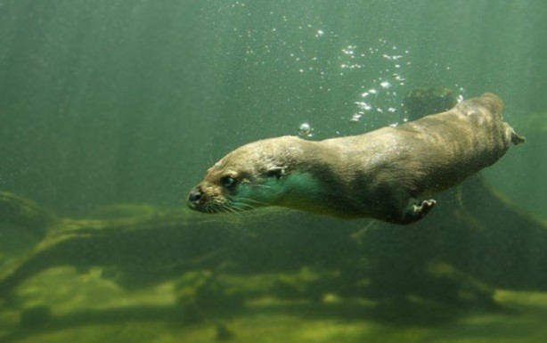 Foto - Canlılarda gebelik süreleri