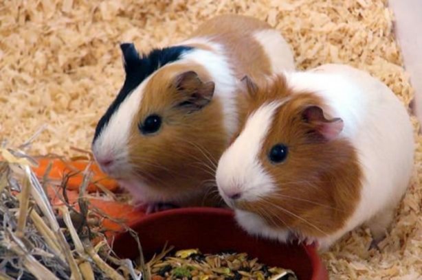 Foto - Canlılarda gebelik süreleri