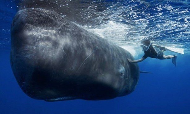 Foto - Canlılarda gebelik süreleri