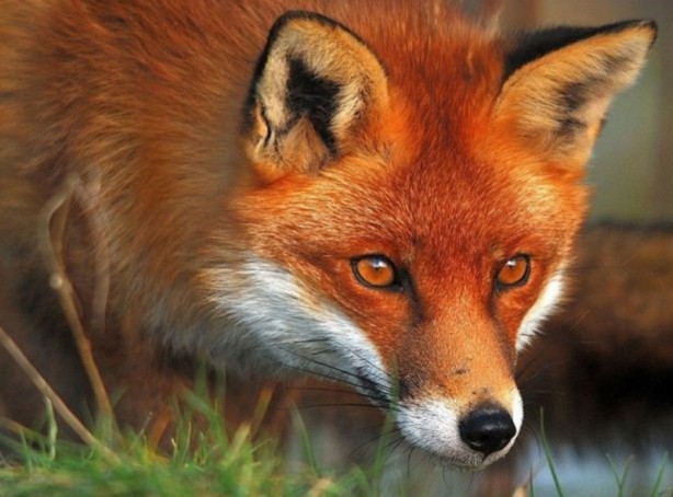 Foto - Canlılarda gebelik süreleri