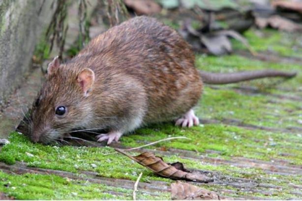 Foto - Canlılarda gebelik süreleri