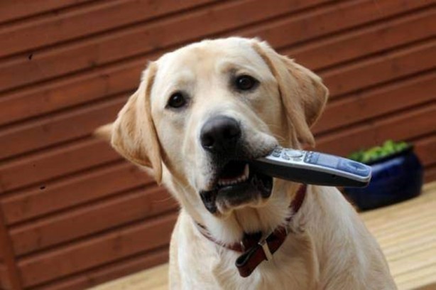 Foto - Canlılarda gebelik süreleri