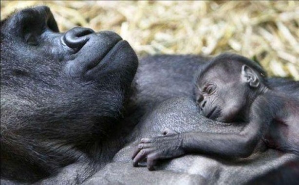 Foto - Canlılarda gebelik süreleri