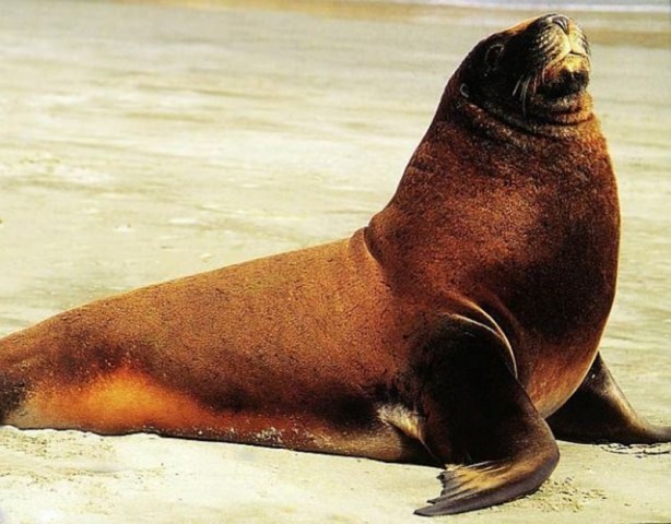 Foto - Canlılarda gebelik süreleri