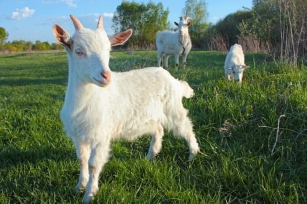 Foto - Canlılarda gebelik süreleri