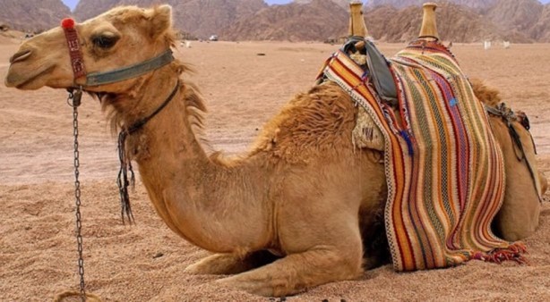 Foto - Canlılarda gebelik süreleri