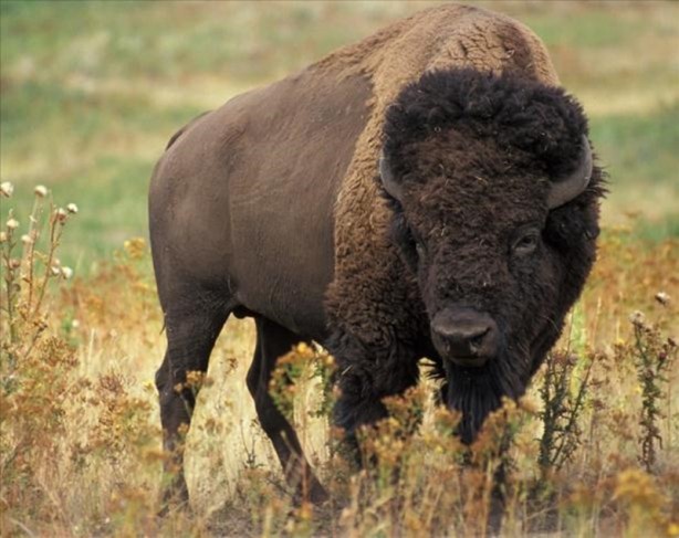 Foto - Canlılarda gebelik süreleri