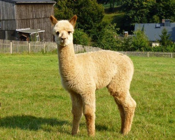 Foto - Canlılarda gebelik süreleri