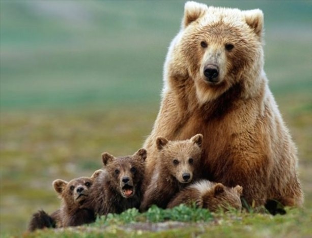 Foto - Canlılarda gebelik süreleri