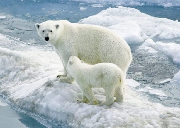 Foto - Canlılarda gebelik süreleri