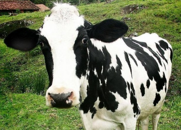 Foto - Canlılarda gebelik süreleri