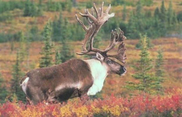 Foto - Canlılarda gebelik süreleri