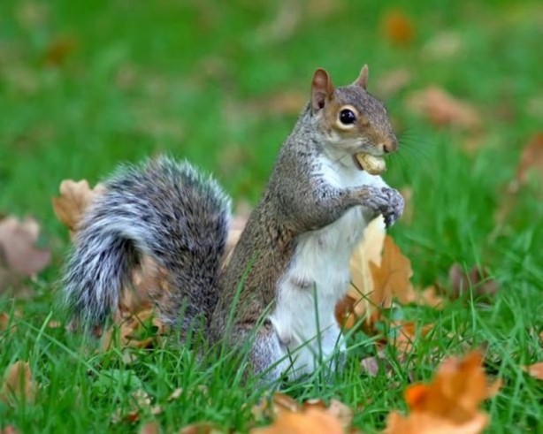 Foto - Canlılarda gebelik süreleri