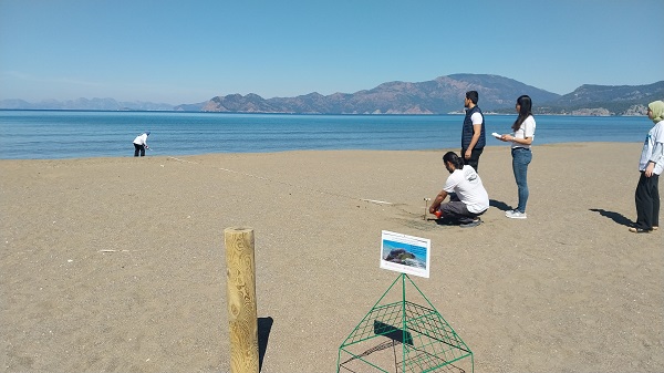 Foto - Caretta carettalar yumurta bırakmaya başladı