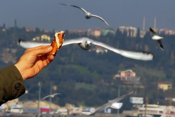 Foto - Çarpıcı araştırma: Martılar insanları taklit ediyor