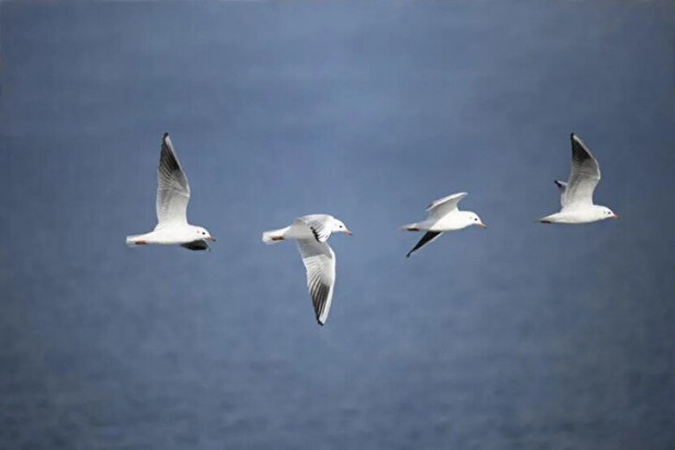Foto - Çarpıcı araştırma: Martılar insanları taklit ediyor