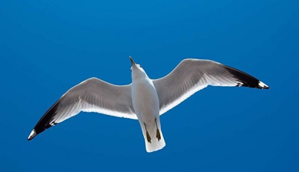 Çarpıcı araştırma: Martılar insanları taklit ediyor