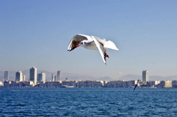 Foto - Çarpıcı araştırma: Martılar insanları taklit ediyor