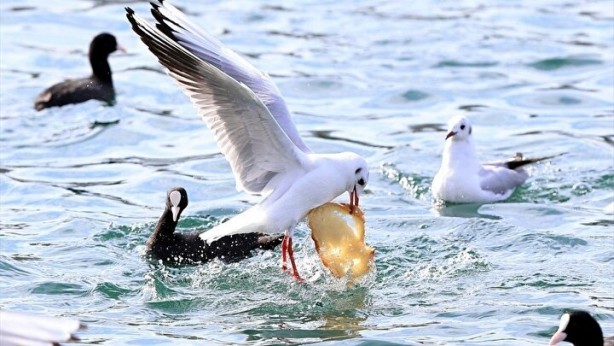 Foto - Çarpıcı araştırma: Martılar insanları taklit ediyor