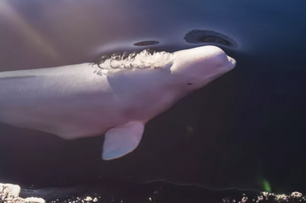 Foto - Casusluk faaliyetleri için denize bıraktılar! Uyarılar peş peşe geldi