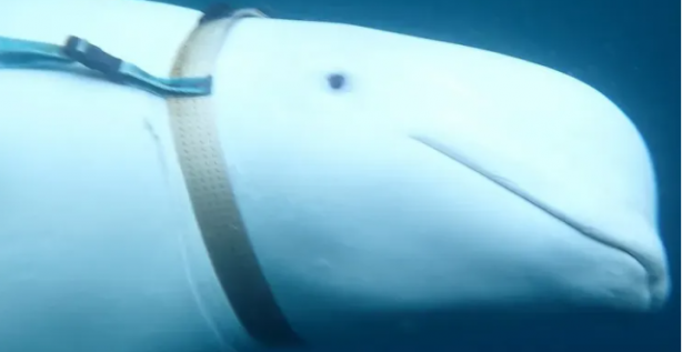 Foto - Casusluk faaliyetleri için denize bıraktılar! Uyarılar peş peşe geldi