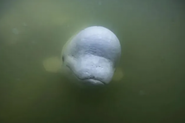 Casusluk faaliyetleri için denize bıraktılar! Uyarılar peş peşe geldi