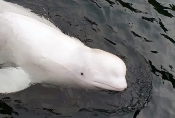 Foto - Casusluk faaliyetleri için denize bıraktılar! Uyarılar peş peşe geldi
