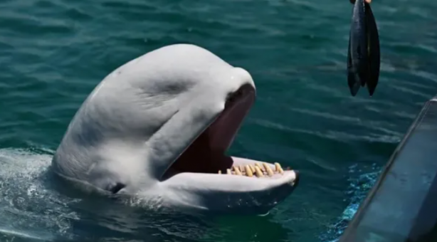 Foto - Casusluk faaliyetleri için denize bıraktılar! Uyarılar peş peşe geldi