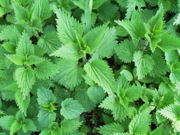 Foto - Çatlamış topukları anında iyileştiriyor! Tırtıklı ayak tabanını pamuk gibi yumuşacık yapan doğal yöntemler