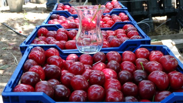 Foto - Çay bardağına sığmıyor! Boyutuyla şaşırtan bereket