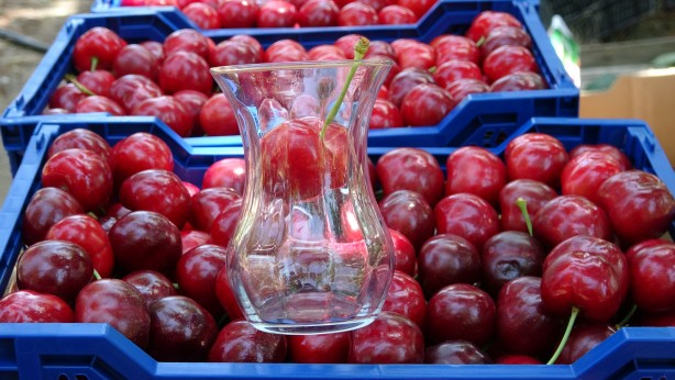 Foto - Çay bardağına sığmıyor! Boyutuyla şaşırtan bereket