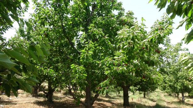 Foto - Çay bardağına sığmıyor! Boyutuyla şaşırtan bereket