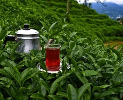 Foto - Çay değil adeta zehir demliyoruz! Uzmanlar uyardı: Hepimiz aynı hatayı yapıyoruz…