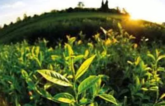 Foto - Çay müptelası ülkeler açıklandı! Bakın Türkiye kaçıncı sırada