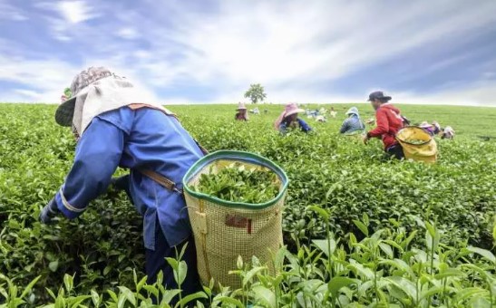 Foto - Çay müptelası ülkeler açıklandı! Bakın Türkiye kaçıncı sırada