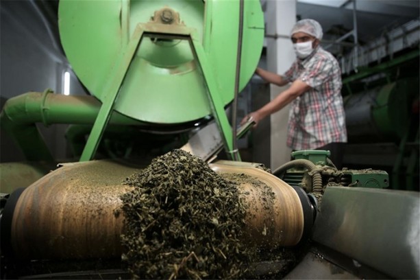 Foto - Çay nasıl üretiliyor, biliyor musunuz?