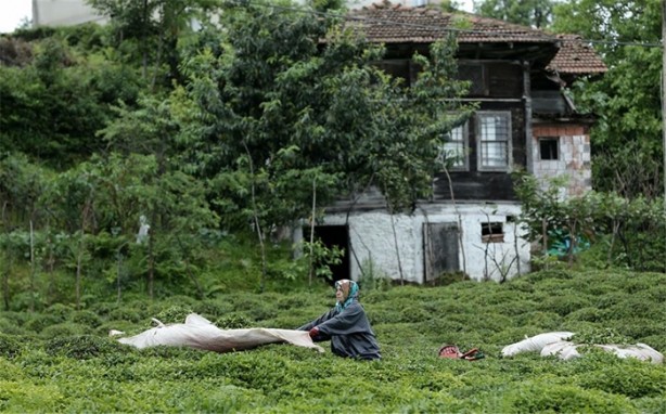 Foto - Çay nasıl üretiliyor, biliyor musunuz?