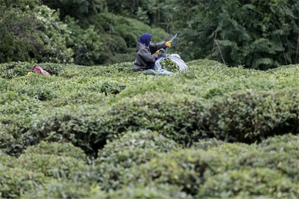 Foto - Çay nasıl üretiliyor, biliyor musunuz?