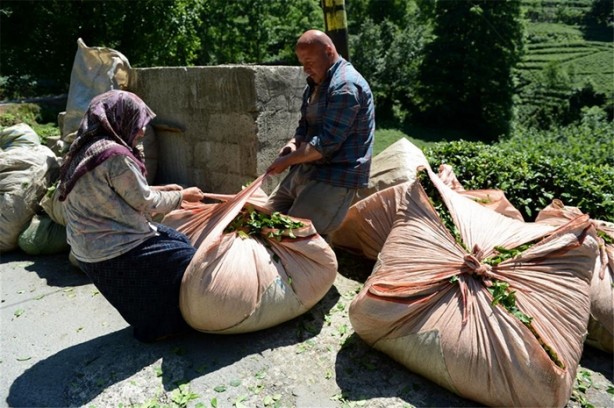 Çay nasıl üretiliyor, biliyor musunuz?