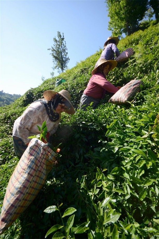 Foto - Çay nasıl üretiliyor, biliyor musunuz?