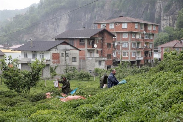 Foto - Çay nasıl üretiliyor, biliyor musunuz?