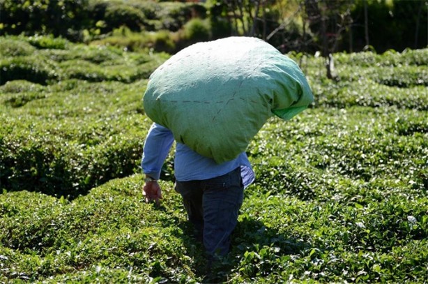 Foto - Çay nasıl üretiliyor, biliyor musunuz?
