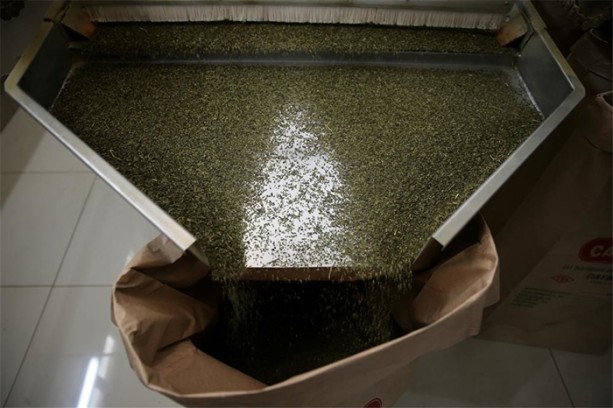 Foto - Çay nasıl üretiliyor, biliyor musunuz?