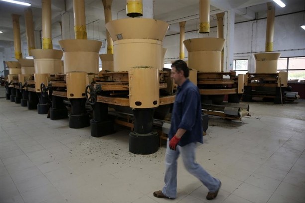 Foto - Çay nasıl üretiliyor, biliyor musunuz?